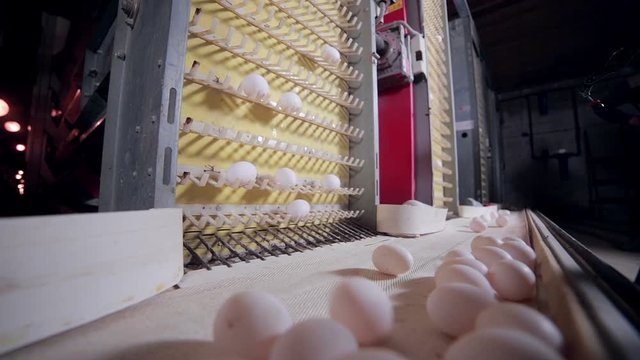 Production of eggs in huge the poultry farm. HD.
