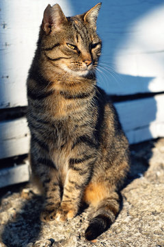 Portrait of wild street cat in the sunset light. Cute cat posing