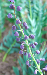 Flowers lilac bells natural background