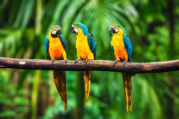 Abwaschbare Fototapete Papagei Blau-Gelber Ara im Wald