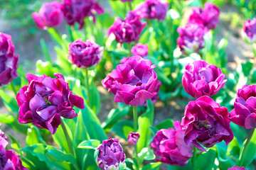 Obraz premium Flowers of beautiful spring tulips on a lawn