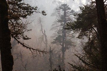 Nepal jungle