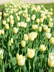 Obraz premium Flowers of beautiful spring tulips on a lawn
