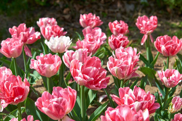Flowers of beautiful spring tulips on a lawn