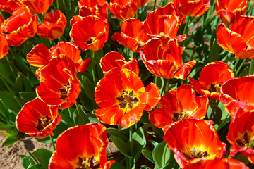 Fototapeta premium Flowers of beautiful spring tulips on a lawn