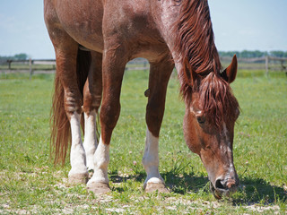 Naklejka na ściany i meble Chestnut draught stallion grazing on green meadow 