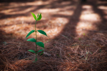 Green tree middle dry grasses, vintage style
