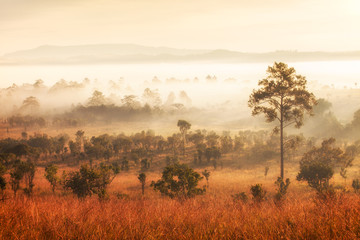 Fototapety  Poranny wschód słońca w parku narodowym Thung Salaeng Luang