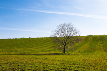 Fototapeta na wymiar Lone tree and green field