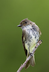 Eastern Phoebe (Sayornis phoebe) perched on a twig.