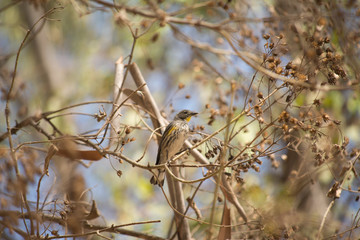El pájaro está en la rama y pronto cambiará de árbol.