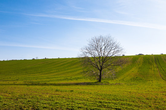 Lone tree and green field
