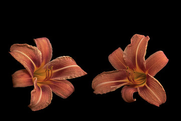 Two flowers lily