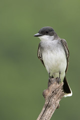 Eastern Kingbird (Tyrannus verticalis) perched on a stump.