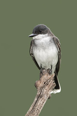 Eastern Kingbird (Tyrannus verticalis) perched on a stump.