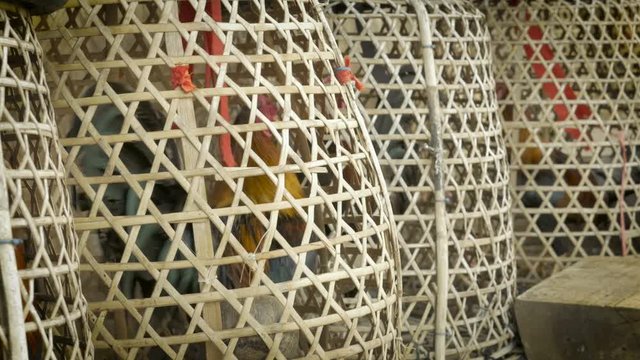 Close up of cockfighting roosters moving rhythmically under baskets
