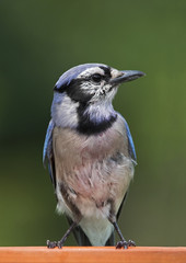 Blue Jay (Cyanocitta cristata) perched on a ledge.
