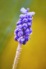 Muscari flower