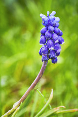 Muscari flower