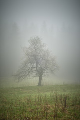 Obraz na płótnie Canvas Lone tree with fog