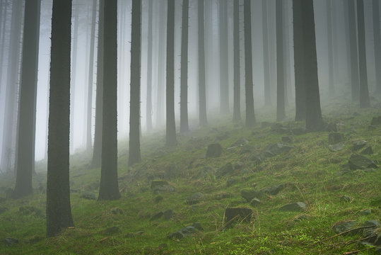 Fototapeta Spring spruce forest