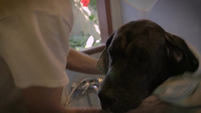 A man drying off his great dane dog with a towel after a bath in slow motion