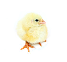 Nestlings little yellow chicks