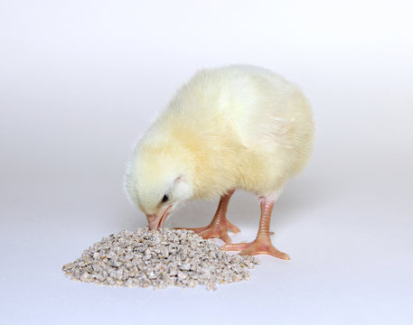 Nestlings little yellow chicks