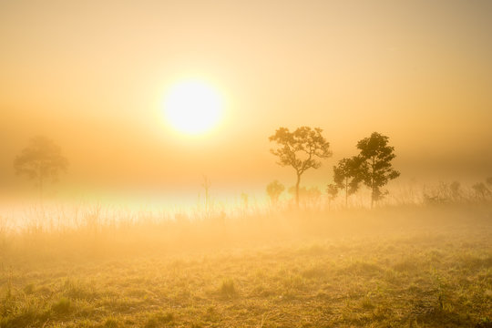 The heven gloden fog