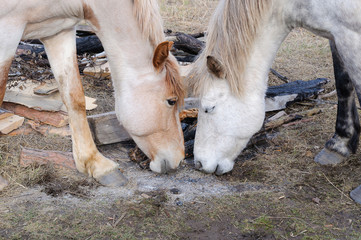 Two horses face each other, game is not worth waiting the ashes of the fire