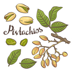 Pistachio nuts with leaves and pistachio tree. Vector illustration.