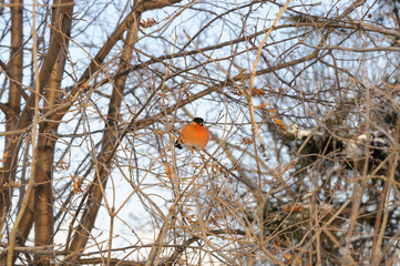 Ruffled bullfinch sitting on the branches of a Bush in the cold