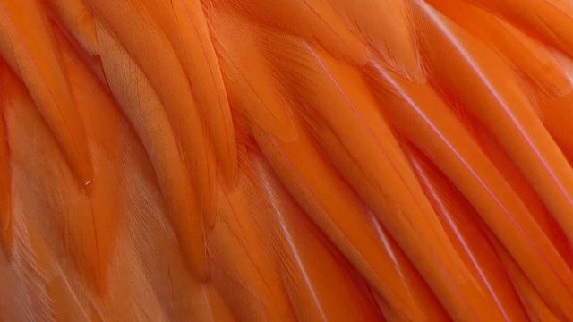 Orange plumage, background abstract