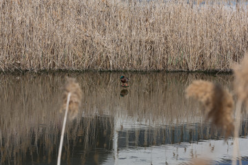 Reeds by the Lake