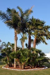 Fototapeta na wymiar A flowerbed of palm trees.