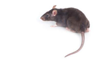  rat