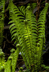 young fern leaves begin to unfold macro