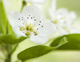 spring flowering of fruit trees flowers
pear macro