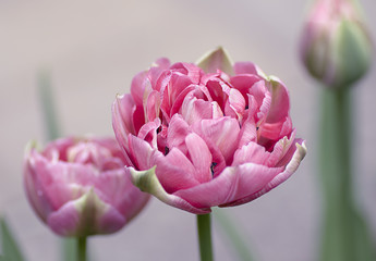 spring flowers tulips pink Terry janovicky Up Pink