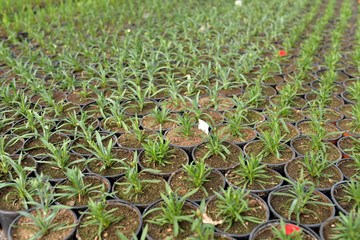 chez l'horticulteur