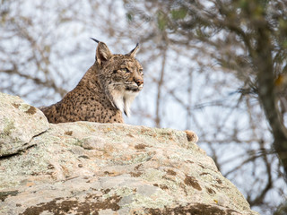 Iberian lynx ( Lynx pardinus ) lying down on a rock