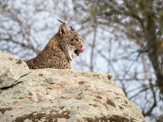 Iberian lynx ( Lynx pardinus) licking its nose