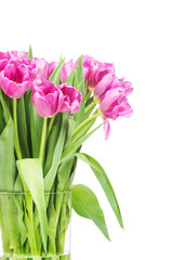 Spring tulips on white background