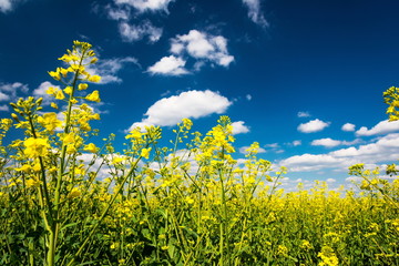 Obraz premium Rapsblüten vor blauem Himmel (Brassica napus) 