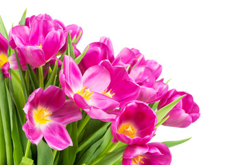 Fototapeta na wymiar Spring tulips on white background