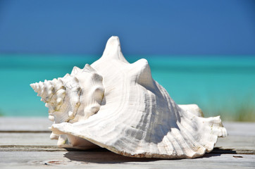 Obraz na płótnie Canvas Shell against ocean