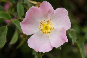 Flor de Rosa Silvestre ( Rosa canina ) con los petalos abiertos en primavera 