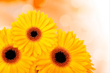 Orange gerber flowers on color background
