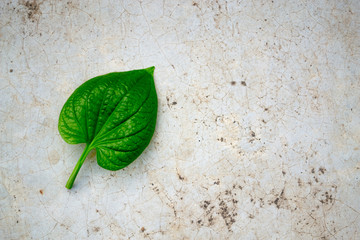 leaf/green leaf on cement floor.