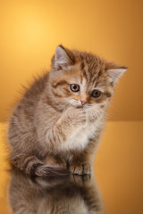 Scottish kitten, portrait kitten on a studio color background